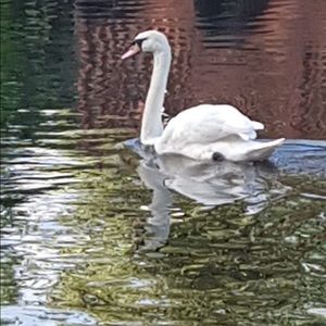 Meet your Posher, Sagheer